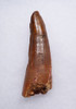 QUALITY LARGE 2.85 INCH SPINOSAURUS TOOTH DINOSAUR FOSSIL  *DT5-596