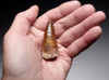 PREMIUM ROBUST UNBROKEN 2.25 INCH FOSSIL SPINOSAURUS TOOTH FROM A LARGE DINOSAUR  *DT5-601