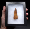 AFFORDABLE NICE UNBROKEN 2.5 INCH SPINOSAURUS TOOTH DINOSAUR FOSSIL  *DT5-591