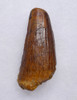 FAT AND LARGE CHOICE UNBROKEN 2.65 INCH FOSSIL SPINOSAURUS TOOTH FROM A LARGE DINOSAUR  *DT5-603