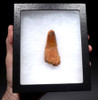 CHOICE ROBUST UNBROKEN 2.5 INCH FOSSIL SPINOSAURUS TOOTH FROM A LARGE DINOSAUR  *DT5-597