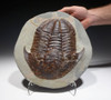 LARGE COLORFUL BASILICUS TRILOBITE FROM FEZOUATA  *TRRD02