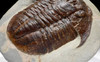 LARGE COLORFUL BASILICUS TRILOBITE FROM FEZOUATA  *TRRD02