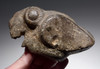 LARGE PRE-COLUMBIAN CARVED STONE CEREMONIAL PARROT AVIAN WAR CLUB MACE HEAD FROM THE GREATER NICOYA KINGDOM  *PC522
