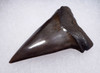 SUPERB 1.85 INCH USA FOSSIL SHARK TOOTH OF ISURUS HASTALIS BROAD TOOTH MAKO WITH CHATOYANT BRONZE ENAMEL  *SHX156