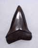 SUPERB 1.7 INCH USA FOSSIL SHARK TOOTH OF ISURUS HASTALIS BROAD TOOTH MAKO WITH CHATOYANT BRONZE ENAMEL  *SHX154