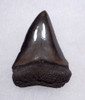 CHOICE 1.75 INCH USA FOSSIL SHARK TOOTH OF ISURUS HASTALIS BROAD TOOTH MAKO WITH CHATOYANT BRONZE ENAMEL  *SHX164