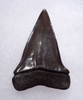 SUPERB 1.8 INCH USA FOSSIL SHARK TOOTH OF ISURUS HASTALIS BROAD TOOTH MAKO WITH CHATOYANT BRONZE ENAMEL  *SHX163