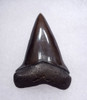 SUPERB 1.8 INCH USA FOSSIL SHARK TOOTH OF ISURUS HASTALIS BROAD TOOTH MAKO WITH CHATOYANT BRONZE ENAMEL  *SHX163