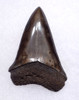 FINE 1.85 INCH GEORGIA FOSSIL SHARK TOOTH OF ISURUS HASTALIS BROAD TOOTH MAKO WITH CHATOYANT BRONZE ENAMEL  *SHX162