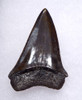 FINE 1.85 INCH GEORGIA FOSSIL SHARK TOOTH OF ISURUS HASTALIS BROAD TOOTH MAKO WITH CHATOYANT BRONZE ENAMEL  *SHX162