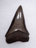 COLLECTOR GRADE 2 INCH GEORGIA FOSSIL SHARK TOOTH OF ISURUS HASTALIS BROAD TOOTH MAKO WITH CHATOYANT GUNMETAL ENAMEL  *SHX159