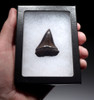 PREMIUM 1.65 INCH GEORGIA FOSSIL SHARK TOOTH OF ISURUS HASTALIS BROAD TOOTH MAKO WITH CHATOYANT BRONZE ENAMEL  *SHX148