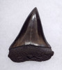 PREMIUM 1.65 INCH GEORGIA FOSSIL SHARK TOOTH OF ISURUS HASTALIS BROAD TOOTH MAKO WITH CHATOYANT BRONZE ENAMEL  *SHX148