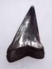 SUPERB 1.7 INCH GEORGIA FOSSIL SHARK TOOTH OF ISURUS HASTALIS BROAD TOOTH MAKO WITH CHATOYANT PLATINUM ENAMEL  *SHX139