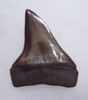 PREMIUM 1.65 INCH GEORGIA FOSSIL SHARK TOOTH OF ISURUS HASTALIS BROAD TOOTH MAKO WITH CHATOYANT BRONZE ENAMEL  *SHX144