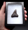 PREMIUM 1.65 INCH GEORGIA FOSSIL SHARK TOOTH OF ISURUS HASTALIS BROAD TOOTH MAKO WITH CHATOYANT BRONZE ENAMEL  *SHX144