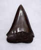 IMPRESSIVE 1.9 INCH GEORGIA FOSSIL SHARK TOOTH OF ISURUS HASTALIS BROAD TOOTH MAKO WITH CHATOYANT GUNMETAL ENAMEL  *SHX160