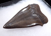 LARGE COLLECTOR GRADE 2.45 INCH GEORGIA FOSSIL SHARK TOOTH OF ISURUS HASTALIS BROAD TOOTH MAKO WITH CHATOYANT PLATINUM ENAMEL  *SHX149