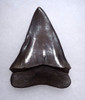LARGE COLLECTOR GRADE 2.25 INCH GEORGIA FOSSIL SHARK TOOTH OF ISURUS HASTALIS BROAD TOOTH MAKO WITH CHATOYANT PLATINUM ENAMEL  *SHX153
