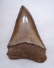 LARGE MOTTLED BRONZE COLLECTOR GRADE 2.45 INCH ISURUS HASTALIS BROAD TOOTH MAKO  GEORGIA FOSSIL SHARK TOOTH WITH CHATOYANT ENAMEL  *SHX146