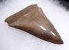 LARGE MOTTLED BRONZE COLLECTOR GRADE 2.45 INCH ISURUS HASTALIS BROAD TOOTH MAKO  GEORGIA FOSSIL SHARK TOOTH WITH CHATOYANT ENAMEL  *SHX146