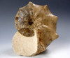 FANTASTIC DINOSAUR-ERA FOSSIL HORNED AMMONITE MAMITES FROM THE CRETACEOUS *AMX-177