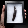 COLLECTOR GRADE MIOCENE FOSSIL PHYSETER SPERM WHALE TOOTH WITH ROOT MEGALODON PREY  *WH065