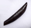COLLECTOR GRADE MIOCENE FOSSIL PHYSETER SPERM WHALE TOOTH WITH ROOT MEGALODON PREY  *WH065