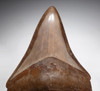 MOTTLED WARM PLATINUM 2.5 INCH GEORGIA MEGALODON SHARK TOOTH WITH CHATOYANT ENAMEL  *SH6-911