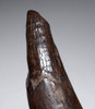 EXCEPTIONAL FOSSIL SPERM WHALE TOOTH FROM A MIOCENE PHYSETER ODONTOCETE  *WH060