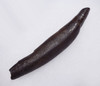 EXCEPTIONAL FOSSIL SPERM WHALE TOOTH FROM A MIOCENE PHYSETER ODONTOCETE  *WH060