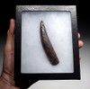 SUPREME LARGE PYGMY DWARF SPERM WHALE FOSSIL TOOTH  *WH058