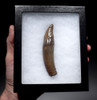OUR BEST AND LAST GEORGIA USA COLORFUL FOSSIL SPERM WHALE TOOTH WITH FULL CROWN AND ROOT  *WH062