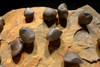 LARGE MUSEUM-QUALITY BRACHIOPOD FOSSIL FROM DEVONIAN SITE OF THE OLDEST TETRAPOD FOOTPRINTS  *BR027