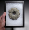 RARE ANCIENT ASSYRIAN STONE STAR KNOBBED DISK WAR MACE FROM THE ANCIENT NEAR EAST  *LUR346