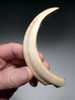 BEST OF THE COLLECTION - MAXIMUM SIZE ARDENNES FOREST BELGIUM  ICE AGE WILD BOAR FOSSIL STABBING TUSK  *LMX318
