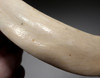 BEST OF THE COLLECTION - MAXIMUM SIZE ARDENNES FOREST BELGIUM  ICE AGE WILD BOAR FOSSIL STABBING TUSK  *LMX318