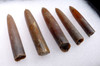 5 DINOSAUR ERA GONIOTEUTHIS CALCITE BELEMNITES FROM THE CRETACEOUS  *BEL106