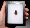 UNBROKEN DELTADROMEUS DINOSAUR TOOTH WITH EXTREME FEEDING WEAR ON TIP  *DT18-104