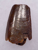 UNBROKEN DELTADROMEUS DINOSAUR TOOTH WITH EXTREME FEEDING WEAR ON TIP  *DT18-104