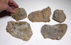 FIVE UNPREPARED PERMIAN FOSSIL CYANOBACTERIA  STROMATOLITES IN NATURAL FORM *STX612