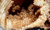 EXCEPTIONAL LARGE COMPLETE AGATIZED CORAL COLONY GEODE SLICED TO REVEAL INTERNAL STRUCTURES  *COR-043