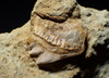 CALIFORNIA FOSSIL SIXGILL COW SHARK HEXANCHUS TOOTH IN SHARKTOOTH HILL SANDSTONE  *STH063