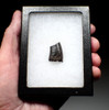 WELL-PRESERVED PARTIAL TYRANNOSAURUS T REX FOSSIL DINOSAUR TOOTH FRAGMENT  *DT18-148