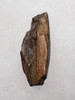 JUVENILE TYRANNOSAURUS T REX FOSSIL DINOSAUR TOOTH FRAGMENT  *DT18-153