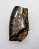 NEARLY COMPLETE TYRANNOSAURUS T REX FOSSIL DINOSAUR TOOTH FRAGMENT  *DT18-155