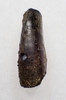 NEARLY COMPLETE TYRANNOSAURUS T REX FOSSIL DINOSAUR TOOTH FRAGMENT  *DT18-155