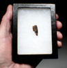 JUVENILE TYRANNOSAURUS T REX FOSSIL DINOSAUR TOOTH FRAGMENT  *DT18-154