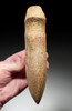 MASSIVE SKULL CRUSHER GROOVED POLISHED STONE WAR AXE FROM THE WEST AFRICAN SAHEL NEOLITHIC  *CAP425